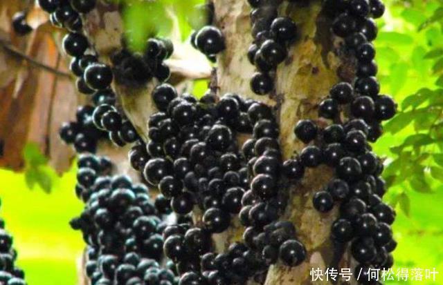 恰到好处|秋季干燥，遇到这4种水果可以多囤点，香甜水分足，咬一口就爆汁