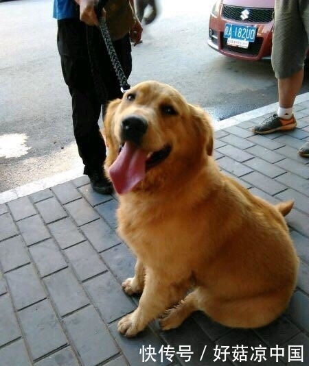 怀孕|邻居将怀孕的金毛交给我,生了宝宝后,与邻居的关系却变了