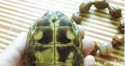 乌龟|文玩人“盘”活乌龟,还能“挂瓷”你能接受吗?