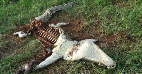  拍下|水中霸王的鳄鱼惨遭杀害，而游客拍下了凶手遇袭过程