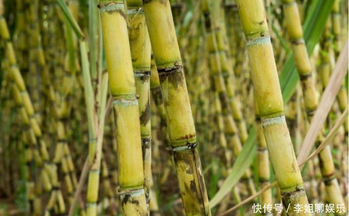 街上|西班牙美女到中国,看到街上这幕疑惑:中国人为什么连树都敢吃?