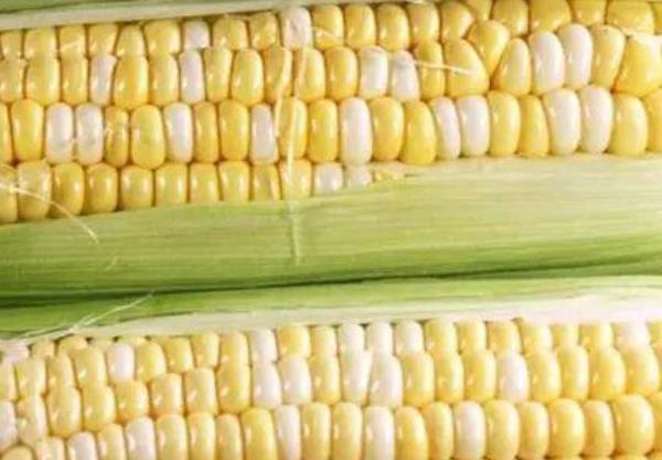 玉米|玉米是粗粮之王,煮玉米水更有很多好处,千万别再白白浪费了!