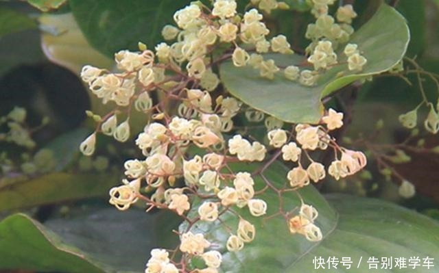 祭祀|此果南方才有,人称“树上花生”,过去没人吃,如今15元1斤