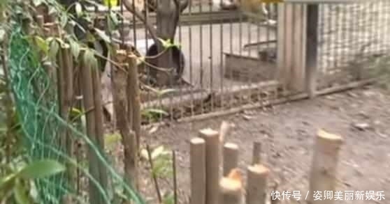 不知|女子花30万种的桂花树, 在不知的情况下被砍掉, 邻居大爷: 碍事!