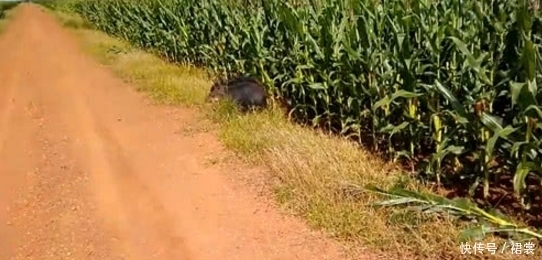 男子|男子农村散步，经过苞米地看到黑影，发现不对男子落荒而逃