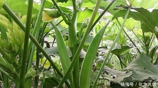秋葵|黄秋葵好吃又营养!在家种上几棵,一年都有秋葵吃