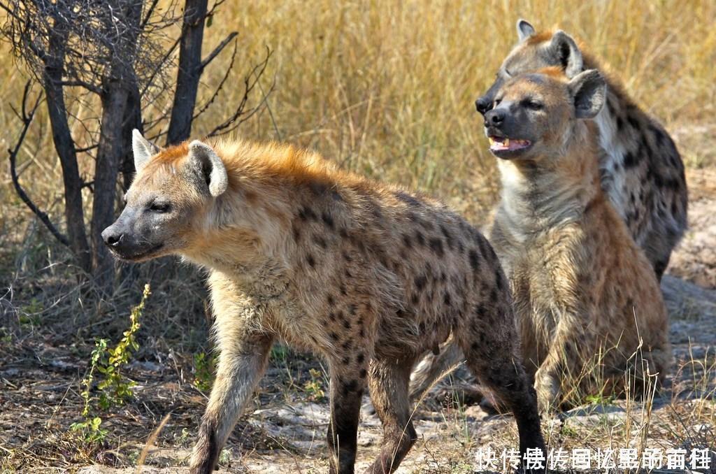非洲|一个人在非洲面对一群鬣狗,是否有生还的希望!