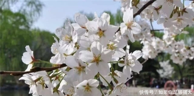  樱雪|唐诗中的樱花：处处山樱雪满丛