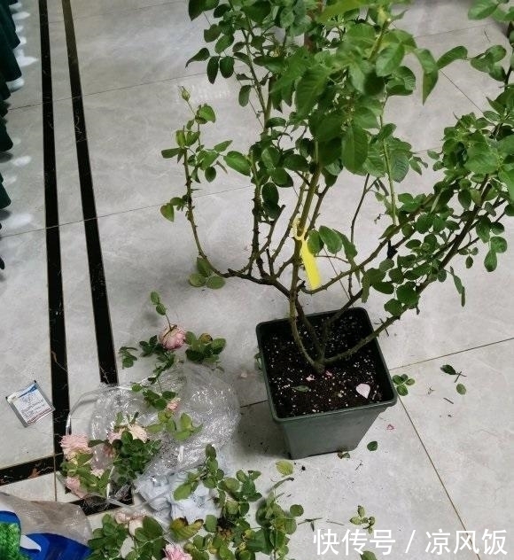 盆里|月季花立秋前夕,剪剪残枝条,盆里撒点肥料,秋天还能开一茬