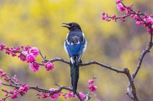 潜藏|人生有四喜,为何宅子也有“四喜”?经验背后几分智慧潜藏?