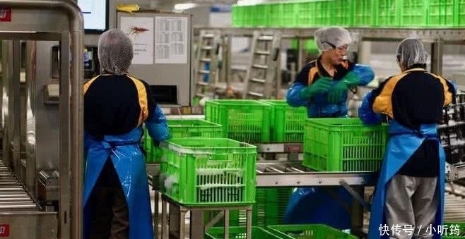 中国|中国吃货再次拯救了澳大利亚的“龙虾产业”一年进口6000多吨