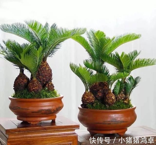 保平安|聪明人爱养这八种“守家树”,护宅吉祥保平安,养好了都是传家宝