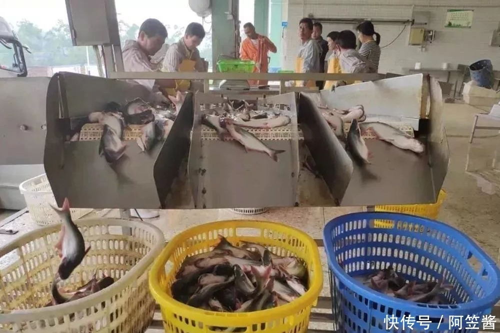 能长|原产湄公河,2年能长4斤,常冒充高价海鱼,国内已大量养殖