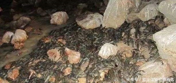 东西|德国人疑惑这东西我们宁可饿着都不吃,中国人却吃到开始养殖