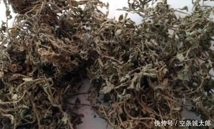 殊不知|1种野草，人称“鹅不食”，农民砍了当柴烧，殊不知，能治咳喘