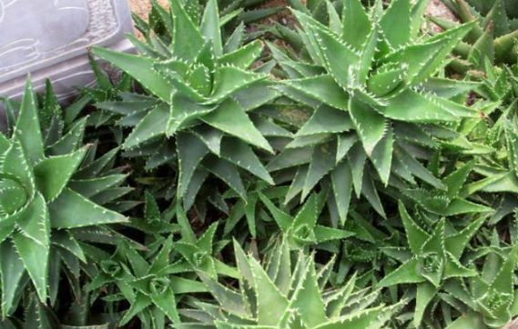  漂亮|见过芦荟开花吗做好关键几点，叶肥芽多，开花漂亮的花朵，美