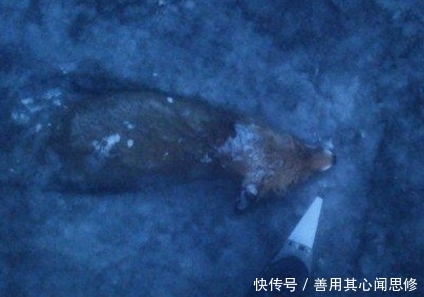 纳维亚半岛|奇闻!被冻死的动物竟有这个!