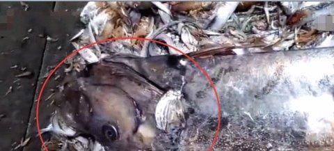 东海|奇趣探知全国罕见东海捞到3米多长“白龙王”,重百斤全身在闪闪发光