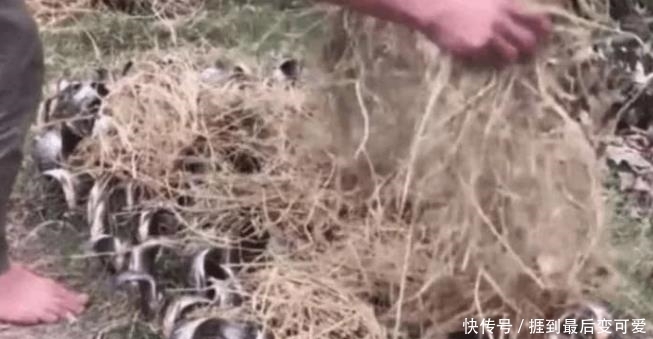 奇闻趣事|小伙把鱼“种”在土里，朋友一头雾水，结果尴尬了