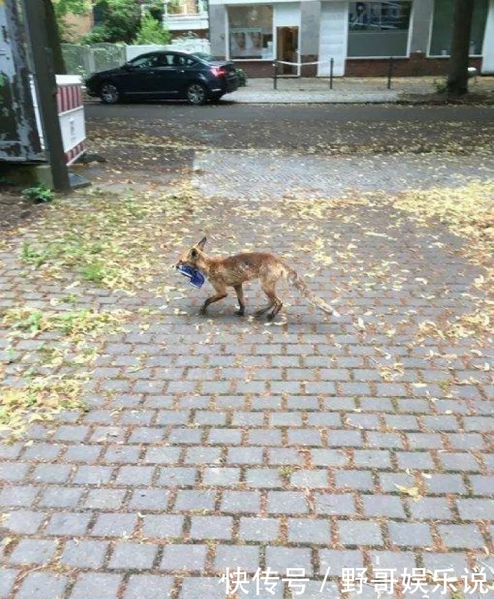 连偷|离奇！一只狐狸连偷100多只鞋子，专家：可能为了舔鞋上的…