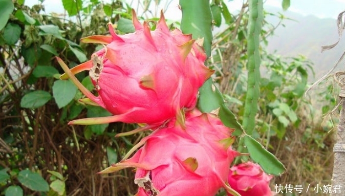 带有|名字带有“龙”字的水果,吃过一种不算啥,吃过最后一种才牛