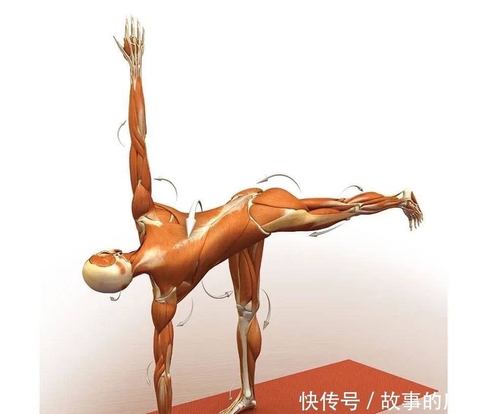  正位|28个常见瑜伽体式解剖图，正位、发力一目了然（收藏级！）