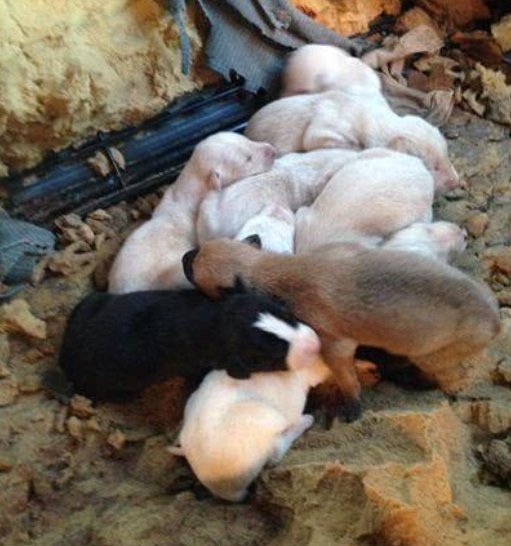 令人|母狗马路上边哭边跑,女子好奇跟上去查看,眼前一幕令人心碎