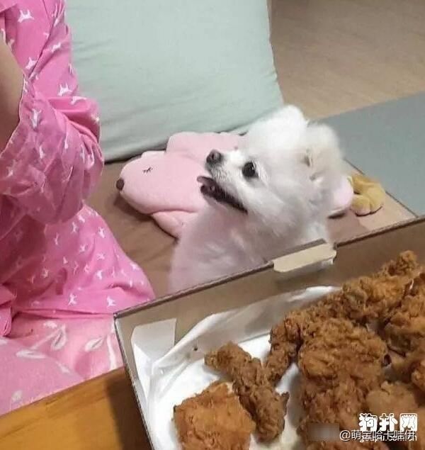 几天|博美犬看着主人吃完一大份炸鸡,深刻体会到了什么叫做生无可恋