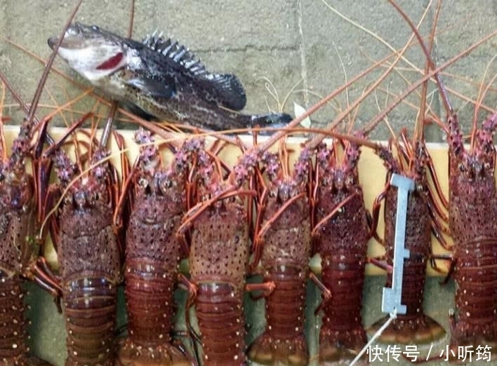 中国|中国吃货再次拯救了澳大利亚的“龙虾产业”一年进口6000多吨