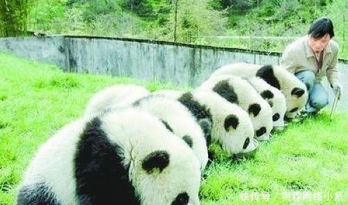 有毒|英媒：中国人有毒，连绵羊都不放过，400只绵羊走出军队感觉