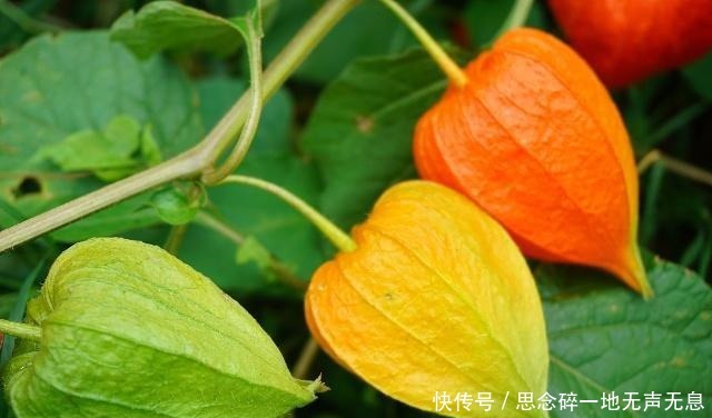 植物|农村这种野果长得像冰粉果,明明美味,但有人竟只摘来玩而不敢吃