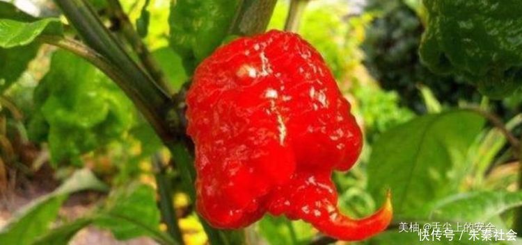 魔鬼的呼吸|全球最危险的冰淇淋,必须成年才能吃,取冰淇淋都怕被伤到皮肤