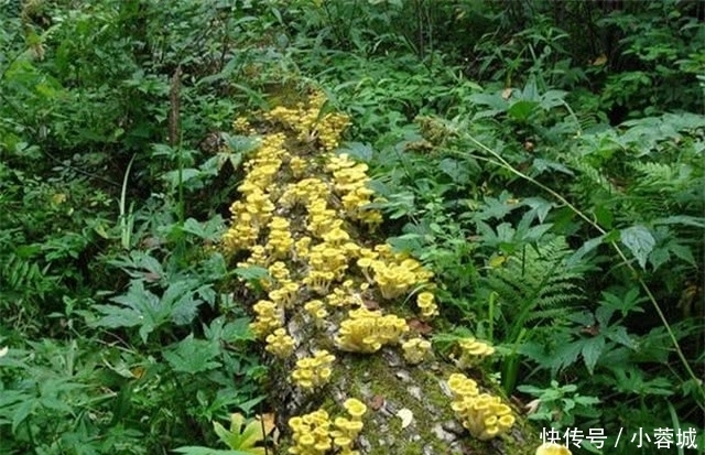 东北特|东北排名前7的野味,你吃过几种?第5位名气最大