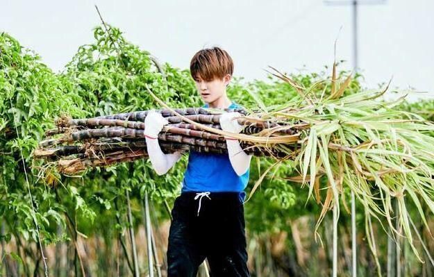  爆笑|黄磊询问任嘉伦能不能吃辣椒,九字回答全场爆笑,太逗了