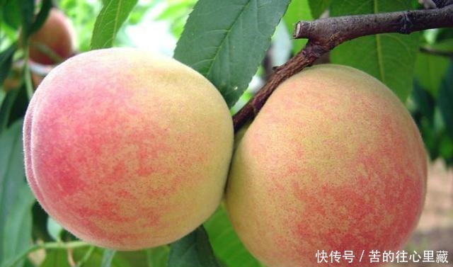 行家|买水蜜桃时,行家都会“摸一摸”外皮,老板一看就知是“内行人”