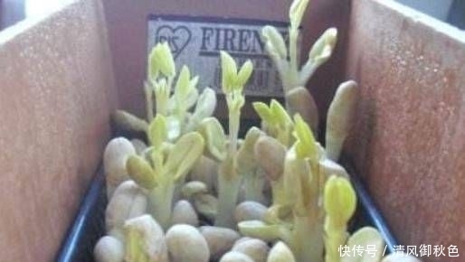  营养|花生能发芽吗？它营养丰富，味道鲜美，但不容易买到。