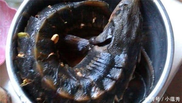 鳇鱼|这鱼没有天敌,已经存活了1亿年,却败在了“中国吃货”的嘴里