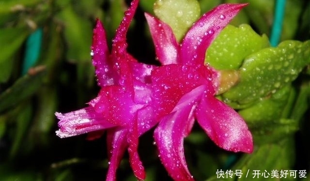 生肖|20号起大财敲门来,爱情甜蜜,有福气,人生大赢家的4生肖