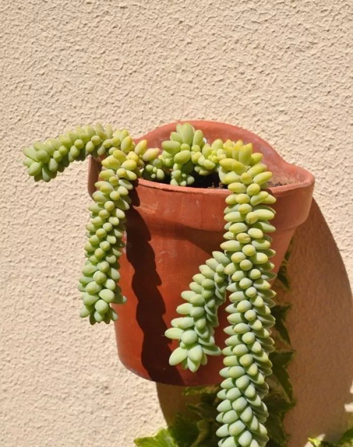 美爆|这种多肉吊起来养,所谓像一串串葡萄一样,美爆了