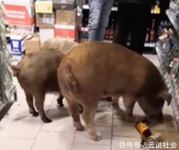 农场|三只战斗民族的小猪从农场“越狱”,只为到商店喝点威士忌暖暖身