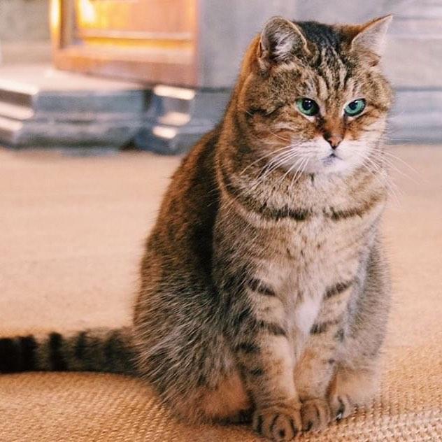 流浪猫|工作16年镇馆猫咪恐遭驱逐!后来得到暖心回应:不会为难猫咪