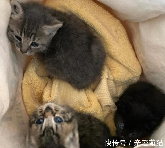  铲屎官|三只小猫吃不饱，只能组队偷盗，它们首次入室盗窃，收获还不少！