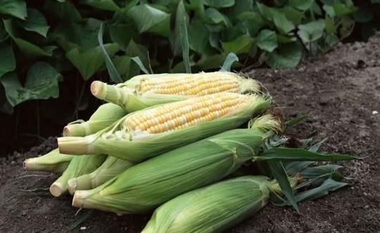 人不知|爱吃玉米的人此物不可以和玉米一起吃,很多人不知