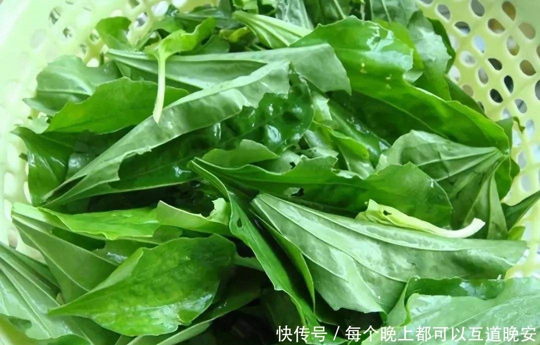 常见|农村路旁常见的车前草,竟然成了宝贝,它究竟有什么作用?