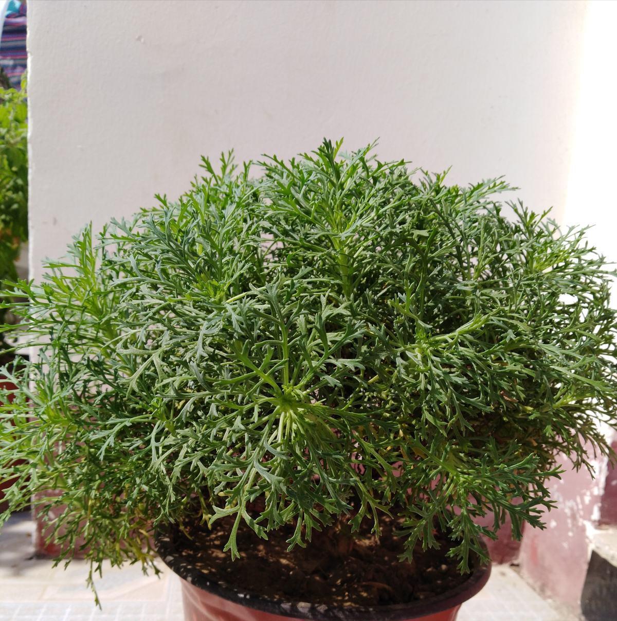  长满|阳台弄个泡沫箱，撒把菜种子，一周长满青菜