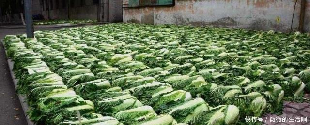 放盐|腌制酸菜时,别再只会往里面放盐了,要做到这几点,酸菜才更好吃