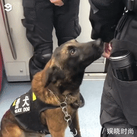 地铁|带狗上地铁会发生什么事情?狗子:我可爱了,也被撸秃了