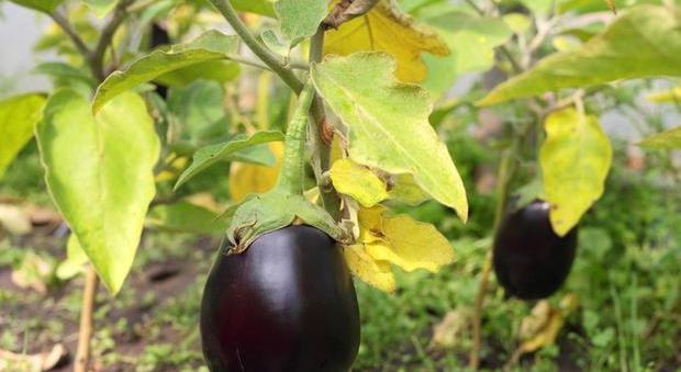 栽培技术|茄子种植栽培技术要点,以及科学化田间管理,进来看看