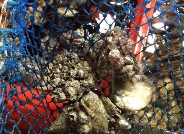 海鲜|世界上65种珍奇海鲜,贝爷都不敢说全部吃过,你吃过几种