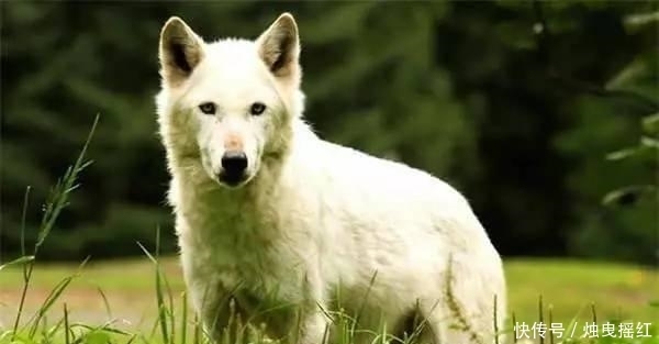 惊讶|盘点19个杀人最多的动物排行榜, 第一位令人惊讶!